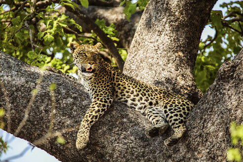 Botswana, Okavango Delta, Leopard in tree - HHF005012