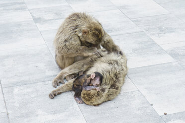 Gibraltar, Kuscheln und Entlausen der Affenfamilie - FLF000732