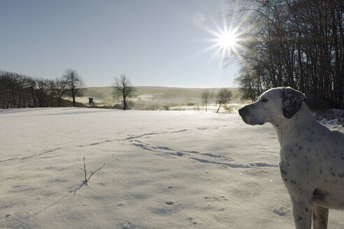 Deutschland, Bergisches Land, Hund in Winterlandschaft - ONF000752