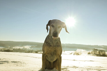 Deutschland, Bergisches Land, Hund in Winterlandschaft - ONF000734