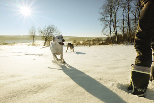 Deutschland, Bergisches Land, Mann mit laufenden Hunden in Winterlandschaft - ONF000742