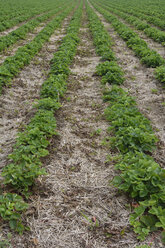 Germany, Bavaria, Riem, strawberry field - AXF000735