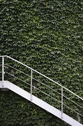 Deutschland, München, mit wildem Wein begrünte Außenwand und weiße Treppe - AXF000740