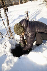 Mann bei der Ernte von Topinambur-Knollen im Winter - NDF000500