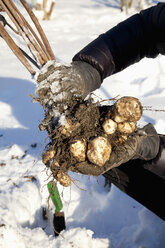 Mann bei der Ernte von Topinambur-Knollen im Winter - NDF000501