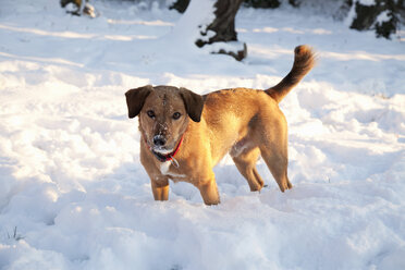 Dog in snow - NDF000508