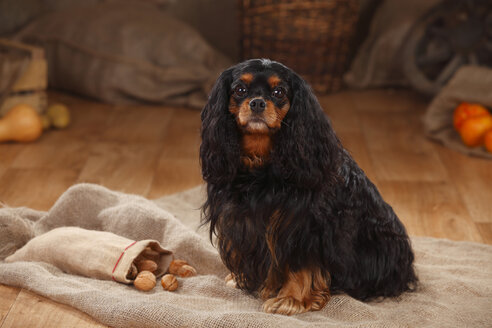 Cavalier King Charles Spaniel, Hündin, schwarz-braun - HTF000604