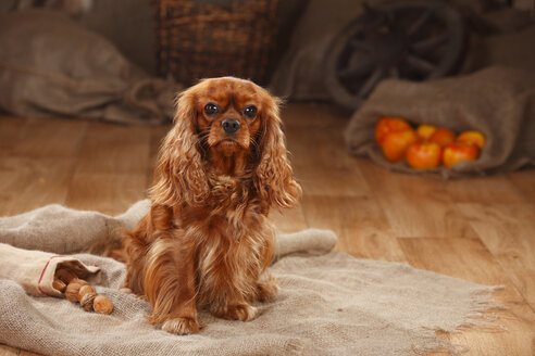 Cavalier King Charles Spaniel, Hündin, rubinrot - HTF000606