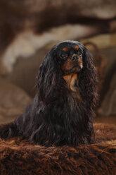 Cavalier King Charles Spaniel, Rüde, schwarz-hellbraun - HTF000607