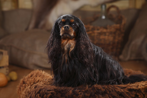 Cavalier King Charles Spaniel, Rüde, schwarz-hellbraun, lizenzfreies Stockfoto