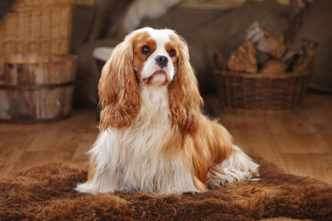 Cavalier King Charles Spaniel, blenheim, male dog - HTF000614
