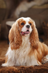 Cavalier King Charles Spaniel, blenheim, male dog - HTF000615