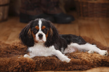 Cavalier King Charles Spaniel, puppy, tricolour, puppy - HTF000617