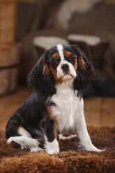 Cavalier King Charles Spaniel, puppy, tricolour, puppy - HTF000618