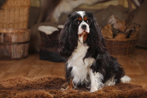 Cavalier King Charles Spaniel, dreifarbig, Hündin - HTF000620