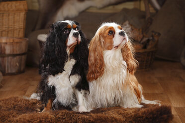 Cavalier King Charles Spaniel, Paar, blenheim und tricolour - HTF000621