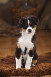 Australian Shepherd, puppy, black-tri, sitting on fur blanket - HTF000624