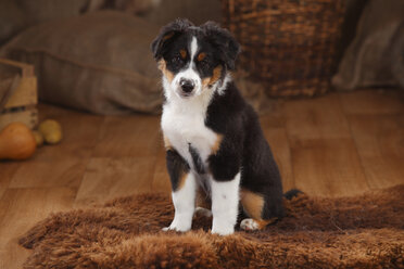 Australian Shepherd, Welpe, schwarz-tri, sitzt auf Felldecke - HTF000625