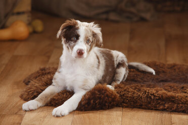 Australian Shepherd, Welpe, rot-merle, liegend auf Felldecke - HTF000628