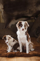 Australian Shepherd, Hündin und Welpe, rot-merle - HTF000630