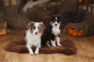 Australian Shepherd, bitch and puppy, red-merle and black-tri, on fur blanket - HTF000631
