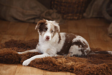 Australian Shepherd, puppy, red-merle, lying on fur blanket - HTF000634