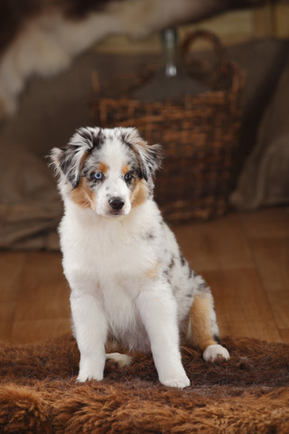 Australian Shepherd, puppy, blue-merle, sitting on fur blanket stock photo