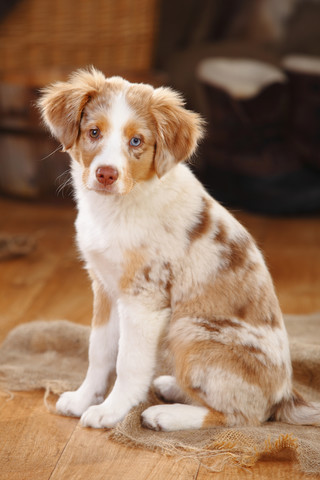 Miniatur Australian Shepherd, Welpe, rot-merle, lizenzfreies Stockfoto