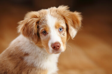 Miniature Australian Shepherd, puppy, red-merle, portrait - HTF000638