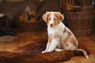 Miniature Australian Shepherd, puppy, red-merle, sitting on fur blanket - HTF000639