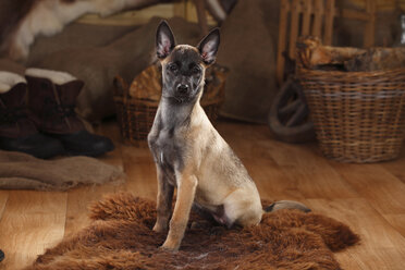 Belgian Malinois, puppy, sitting on fur blanket - HTF000641