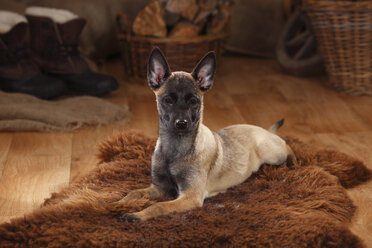 Belgian Malinois, puppy, lying on fur blanket - HTF000642
