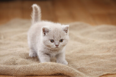 Britisch-Kurzhaar-Katze, Kätzchen, lila, stehend auf Jute - HTF000645