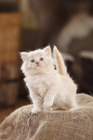 Britische Langhaarkatze, Kätzchen, cremefarben, stehend auf Jute, lizenzfreies Stockfoto