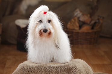 Coton de Tulear, Hündin - HTF000649