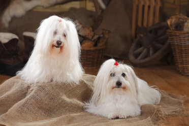 Coton de Tulear, Hündinnen, auf Jute - HTF000653