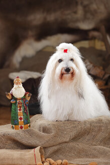 Coton de Tulear, Hündin, mit Weihnachtsmann-Figur - HTF000655