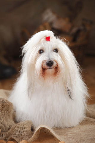 Coton de Tulear, Hündin, lizenzfreies Stockfoto