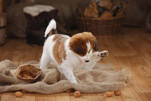 Kooikerhondje Welpe spielt mit Walnüssen - HTF000660