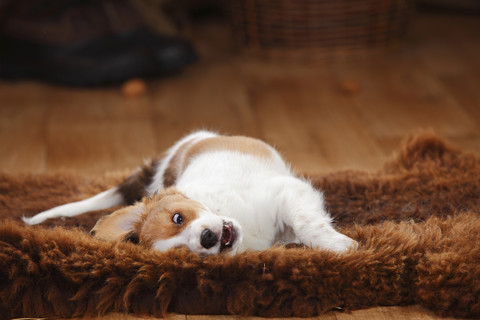 Kooikerhondje Welpe rollt sich auf Schafsfell herum, lizenzfreies Stockfoto