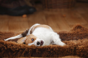 Kooikerhondje Welpe rollt sich auf Schafsfell herum - HTF000664