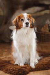 Portrait of Kooikerhondje sitting on sheepskin - HTF000665