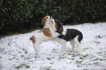 Cavalier King Charles Spaniel puppy and Kooikerhondje puppy playing on snow- covered meadow - HTF000666