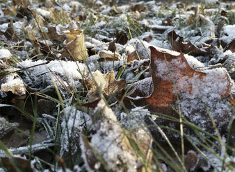 Snow on leaves - CSTF000722