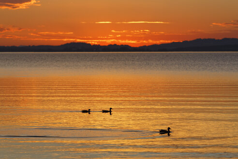 Deutschland, Bayern, Abend am Chiemsee - SIEF006342