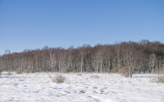 Belgien, Hohes Venn, Winterlandschaft mit Birkenwald - HLF000834