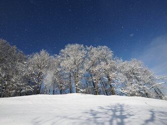 Deutschland, Kochel am See, schneebedeckte Bäume - LAF001383