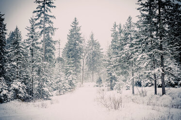 Deutschland, Bayern, Berchtesgadener Land, Winterlandschaft - MJF001379