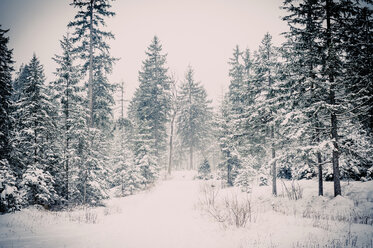Germany, Bavaria, Berchtesgadener Land, winter landscape - MJF001379