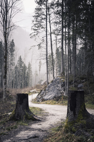 Deutschland, Bayern, Ramsau, Waldweg, lizenzfreies Stockfoto